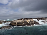 Duiker Island 3