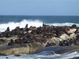 Duiker Island 5