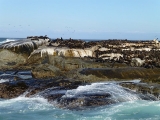 Duiker Island 7