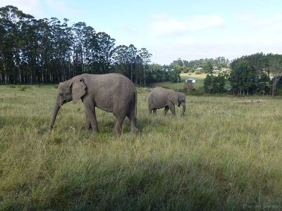 Knysna Elefanten Park  3
