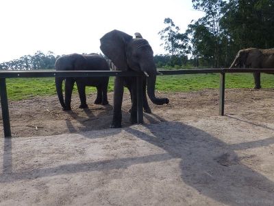 Knysna Elephant Park  4