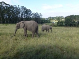 Knysna Elefanten Park  3