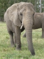 Knysna Elephant Park  8