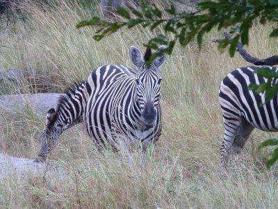 Krüger-Nationalpark-Zebra