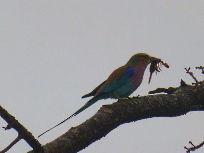 Krüger-Nationalpark-Bienenfresser-mit-Skorpion