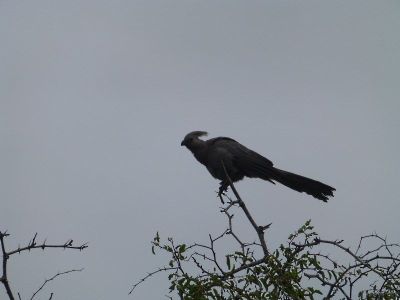 Krüger-Nationalpark-Vogel