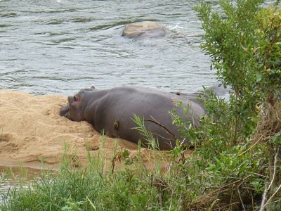 Krüger-Nationalpark-Flusspferde
