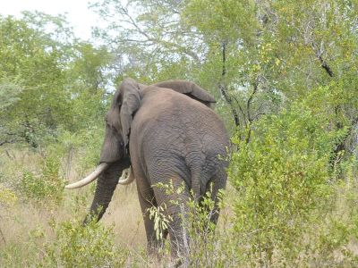 Krüger-Nationalpark-Elefant