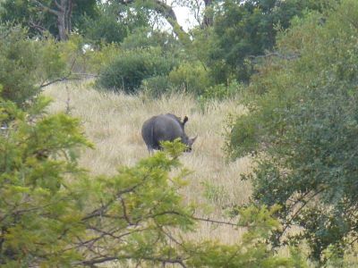Krüger-Nationalpark-Nashorn