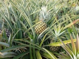 Swaziland-Ananas