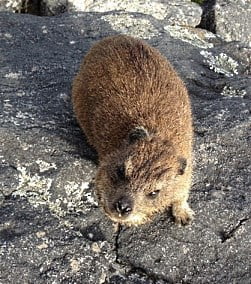 Dassies