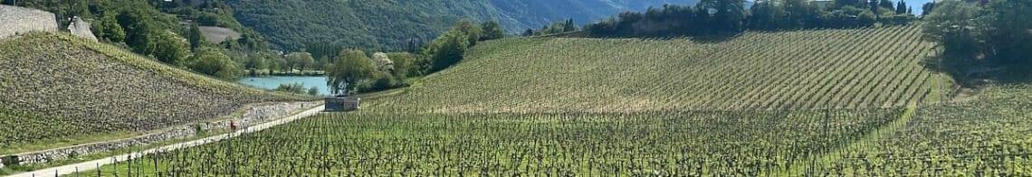 Weinreben-Trauben-Sierre_Wanderung